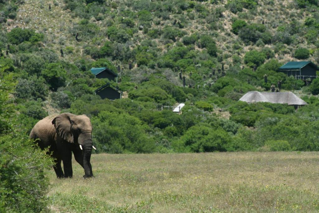 Hillsnek Safari Camp - Amakhala Game Reserve Villa Luaran gambar