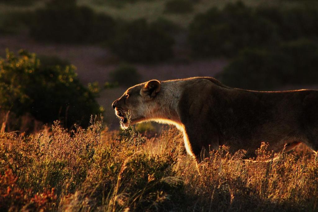 Hillsnek Safari Camp - Amakhala Game Reserve Villa Luaran gambar