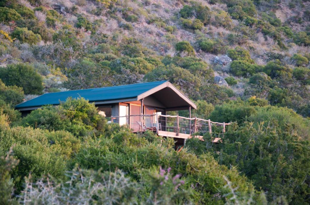 Hillsnek Safari Camp - Amakhala Game Reserve Bilik gambar