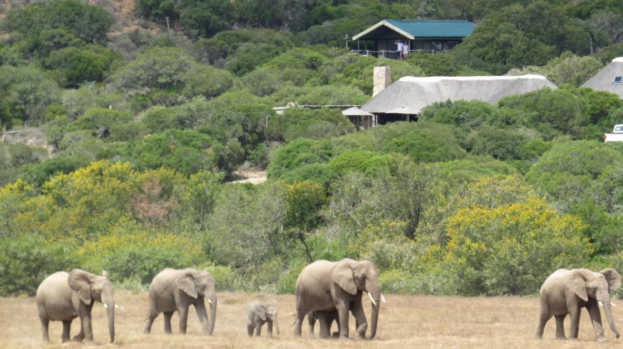 Hillsnek Safari Camp - Amakhala Game Reserve Villa Luaran gambar