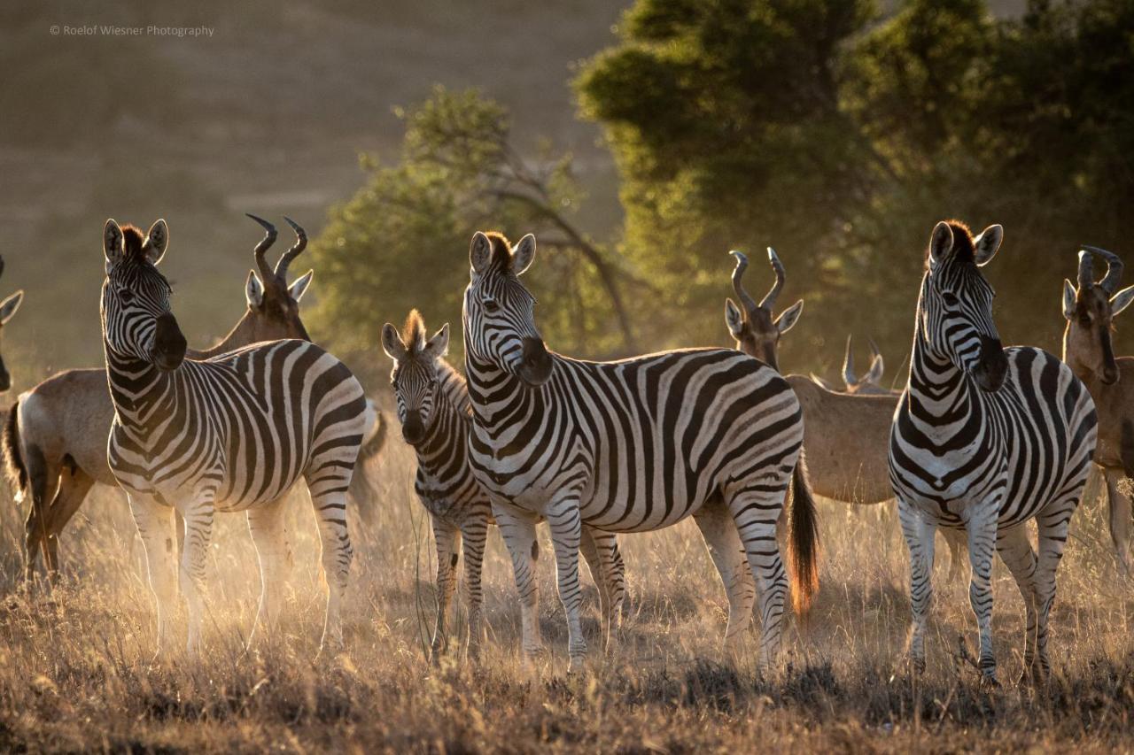Hillsnek Safari Camp - Amakhala Game Reserve Luaran gambar