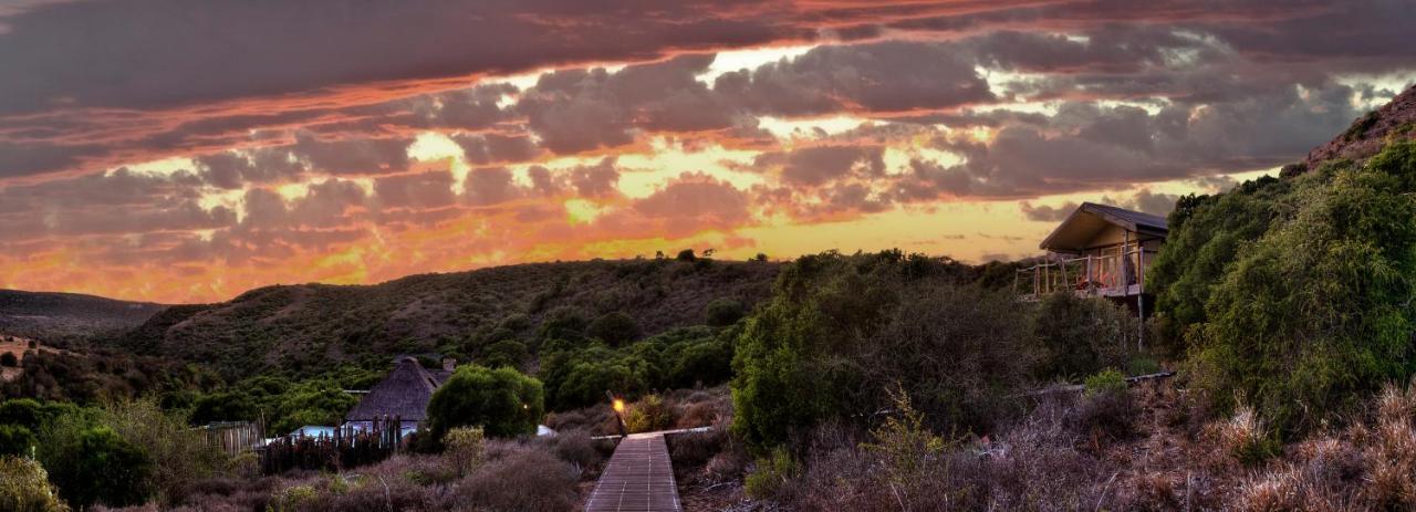 Hillsnek Safari Camp - Amakhala Game Reserve Villa Luaran gambar