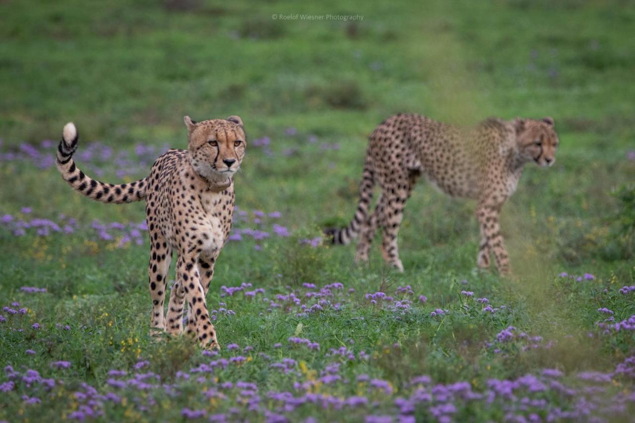 Hillsnek Safari Camp - Amakhala Game Reserve Villa Luaran gambar