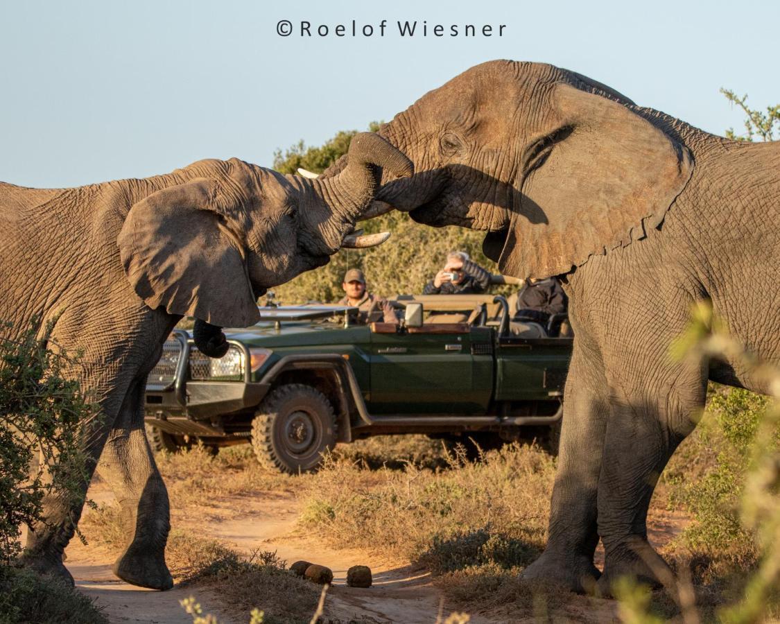 Hillsnek Safari Camp - Amakhala Game Reserve Villa Luaran gambar